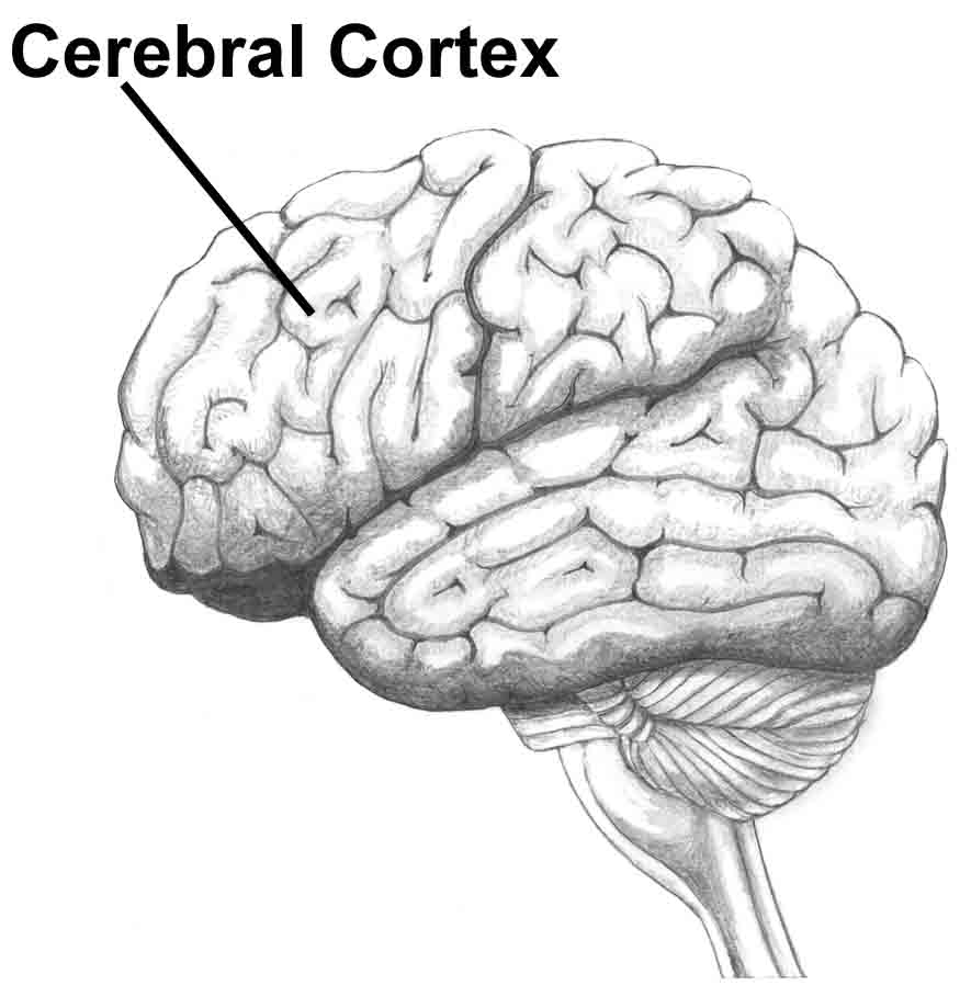 eMysticGravity's tweet photo. Actors have to remember many lines, and that's where the cerebral cortex comes into play. #209tweet http://t.co/ZsCZDicv8h