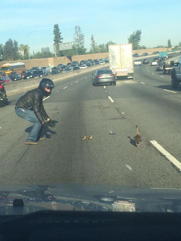 BrentJvV's tweet photo. #FeelGoodMonday 😊 Motorcyclist stopped to help a mother &amp; her baby ducks cross a busy highway. http://t.co/o8L6vgCGPs