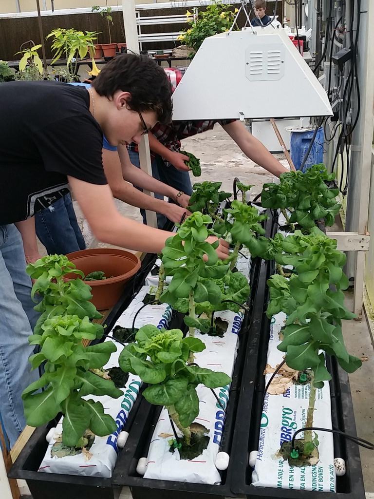 Home grown...or school grown...  #Hydroponics <a href="/ArkansasFFA/">Arkansas FFA</a> #SAE