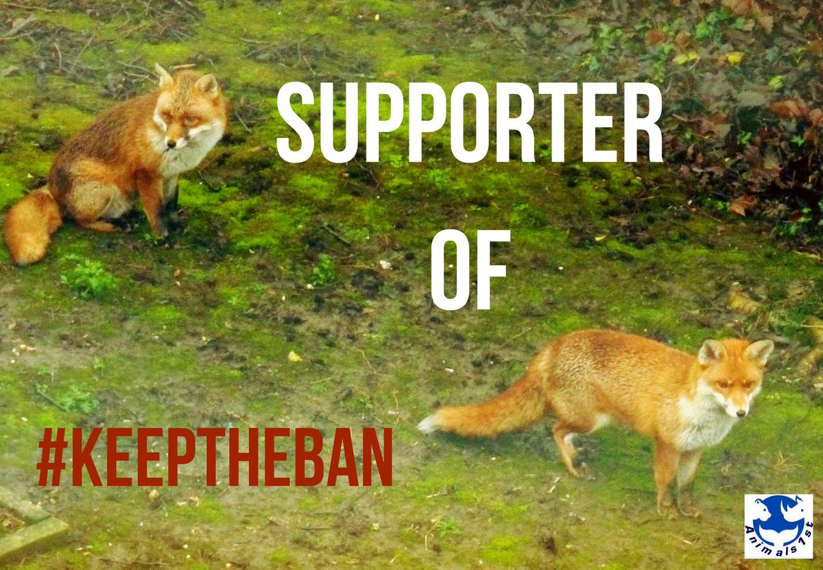 Animals1st's tweet photo. I am a proud supporter of protecting British Wildlife &amp; #KeepTheBan http://t.co/XILirfD6kP