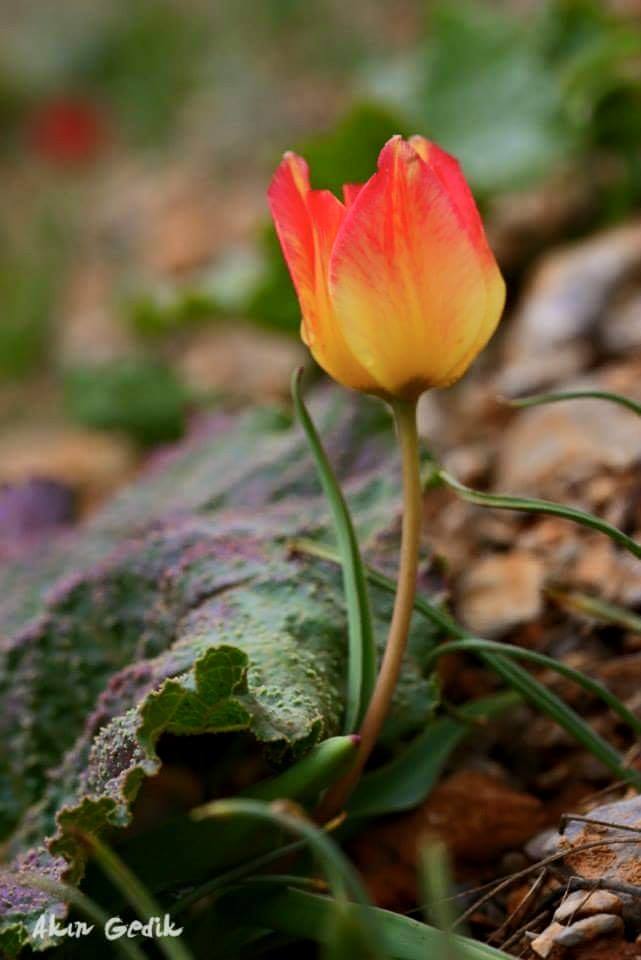 Akın Gedik imzalı Ovacık fotoğrafları çok taze...