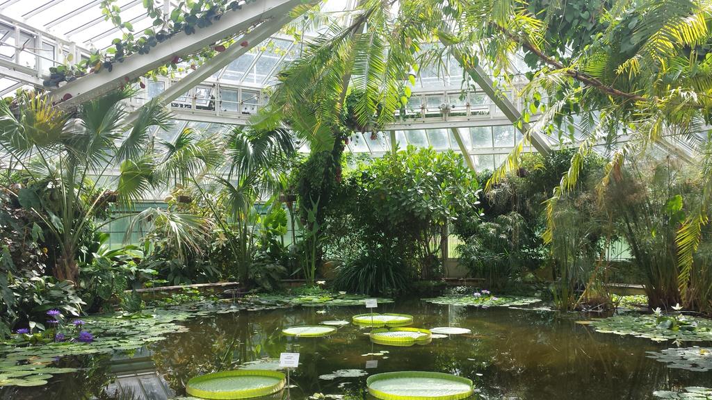 BSB_Sci's tweet photo. Great day with year 8 at Meise Botanical Gardens #Ecology http://t.co/GpMN19oeAi