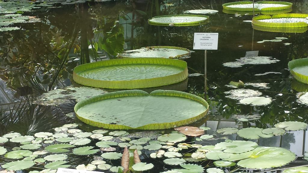 BSB_Sci's tweet photo. Some amazing plants on the year 8 trip to Meise http://t.co/iImnY0gR1F