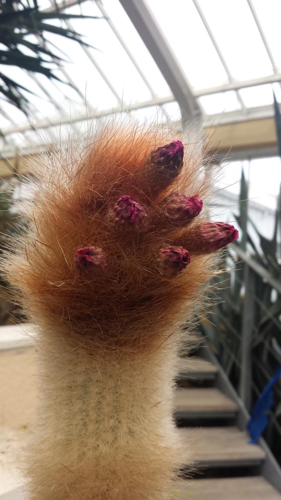 BSB_Sci's tweet photo. Some amazing plants on the year 8 trip to Meise http://t.co/iImnY0gR1F