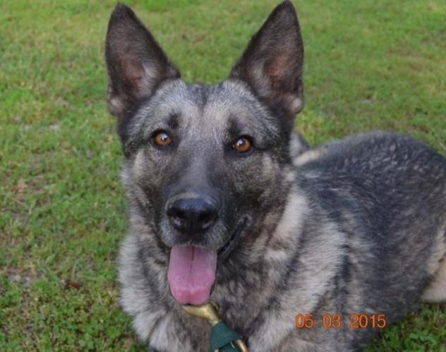 Elsa is a beautiful Belgian Shepherd  available with Legacy GSD <a href="/LegacyGSDRescue/">Legacy GSD Rescue</a>