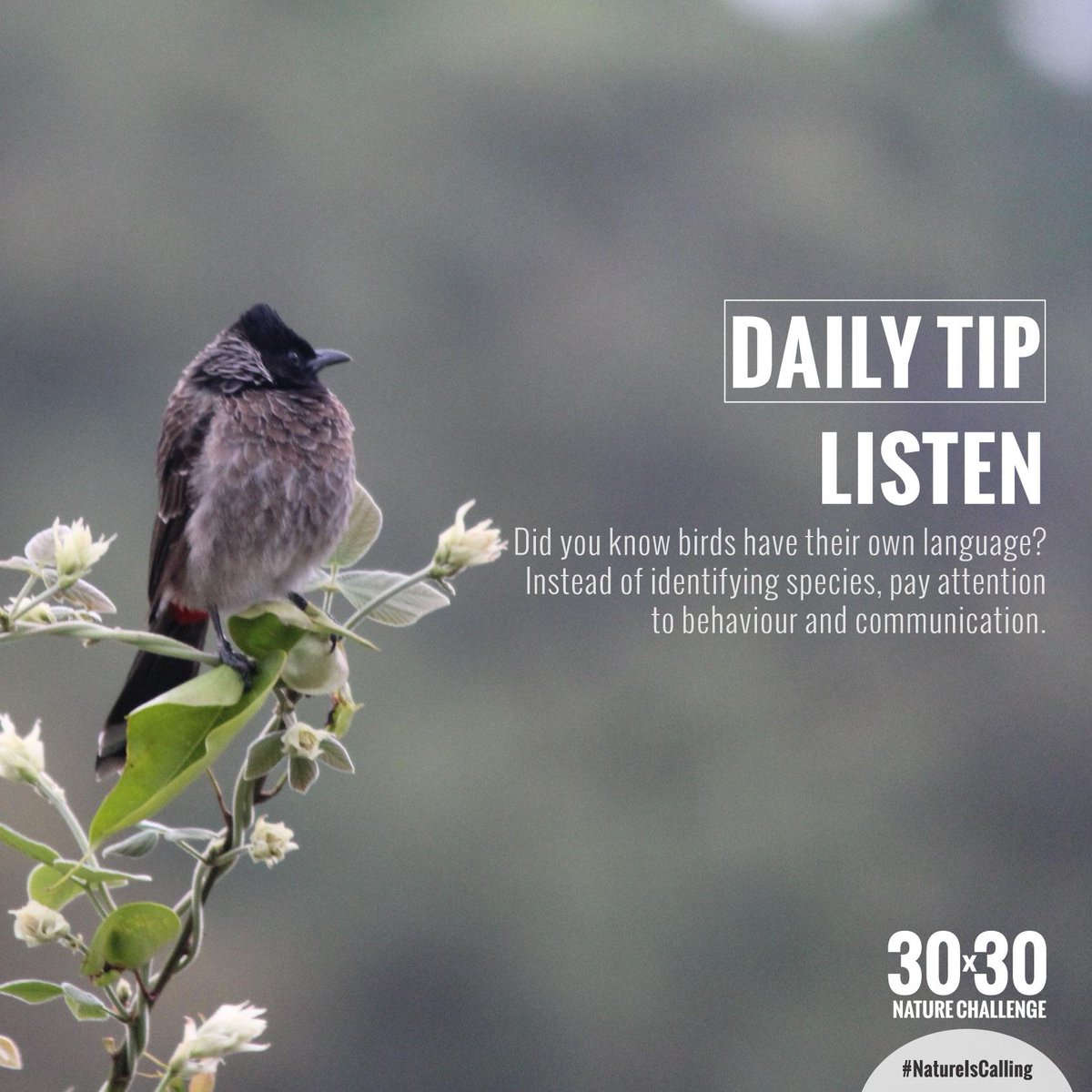 Did you know birds have their own language? Spend time outside and listen to nature. #30x30Challenge #NatureIsCalling