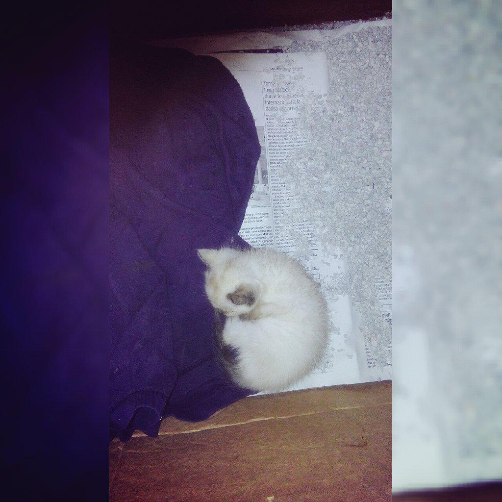 danielitaaa00's tweet photo. Nuevo en la familia ➡🐱😍 http://t.co/mp3NwWtmtg