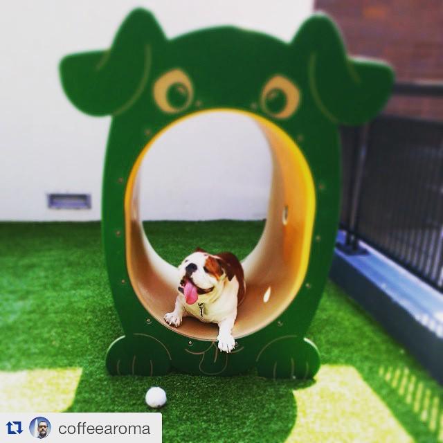 2Mpup's tweet photo. My #MCM goes out my buddy Omar! Thanks for such a fun time in the @2mstreet dog park! #2MLife #ManCrushMonday
#Rep… http://t.co/GKnycOjeJf