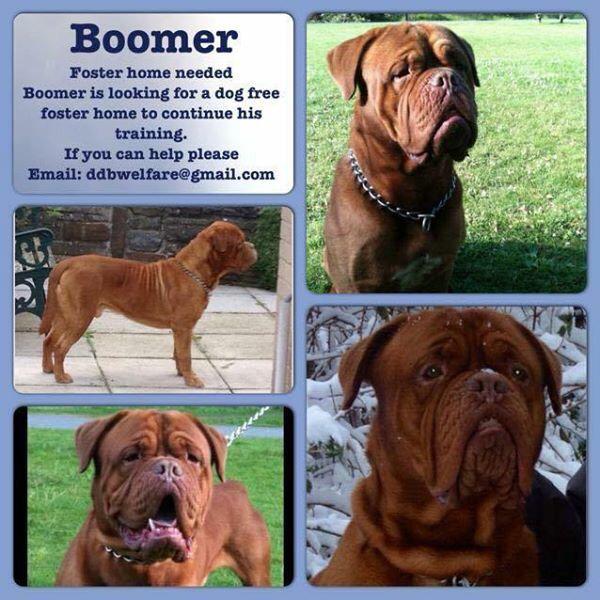 Fosters needed😘 Tula is a forever foster home #fostersaveslives #changetheending #changelives #RT #FreshStart