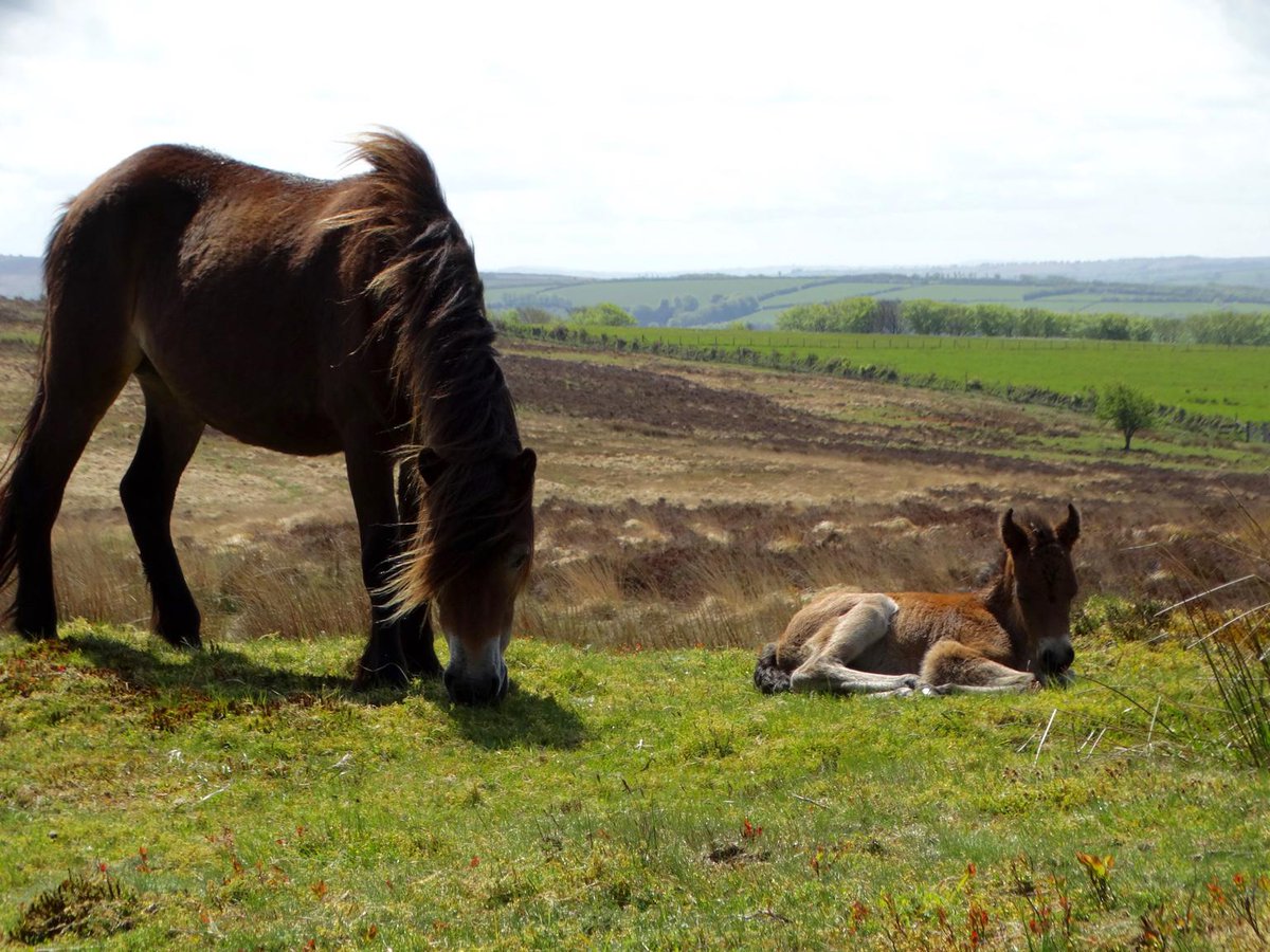 A sunny Monday on Exmoor welcomes this new arrival !