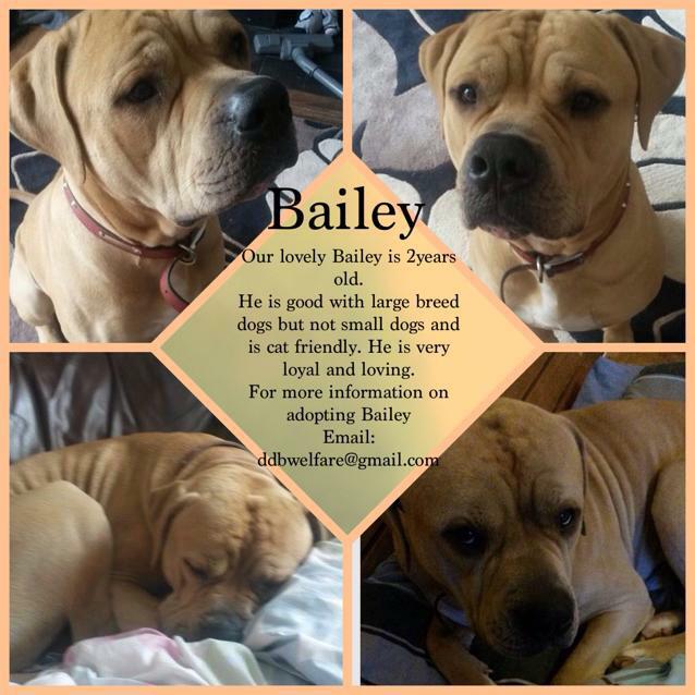 Our adoptees 💗 #AdoptDontBuy #loyalty #loving #doguedebordeaux #RT #bff #kisses #changelives #FurPals