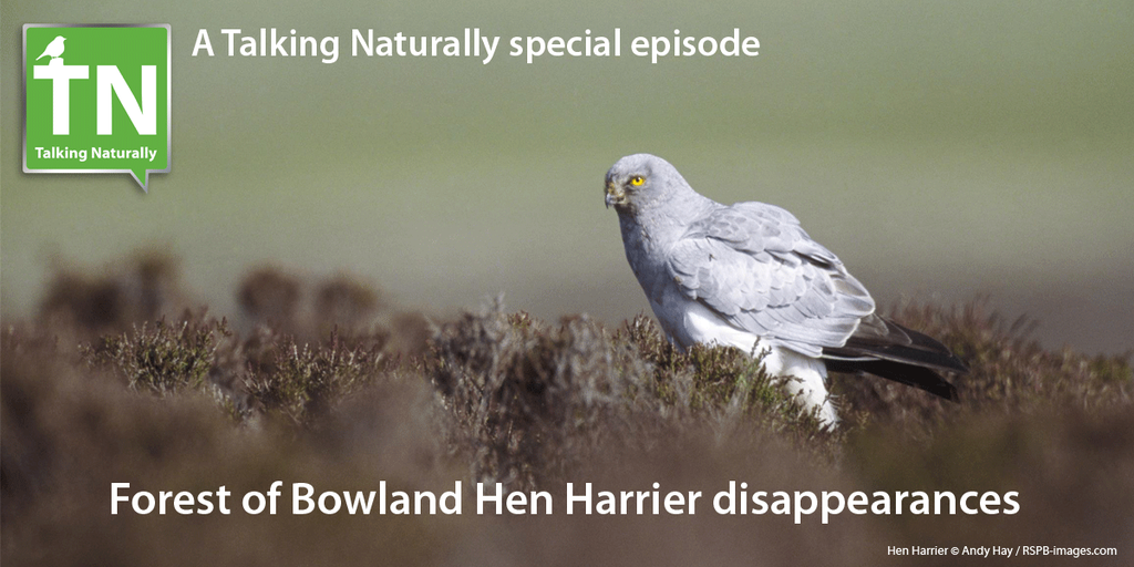 RareBirdAlertUK tweet picture