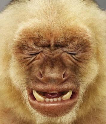 That's how I feel about Mondays!