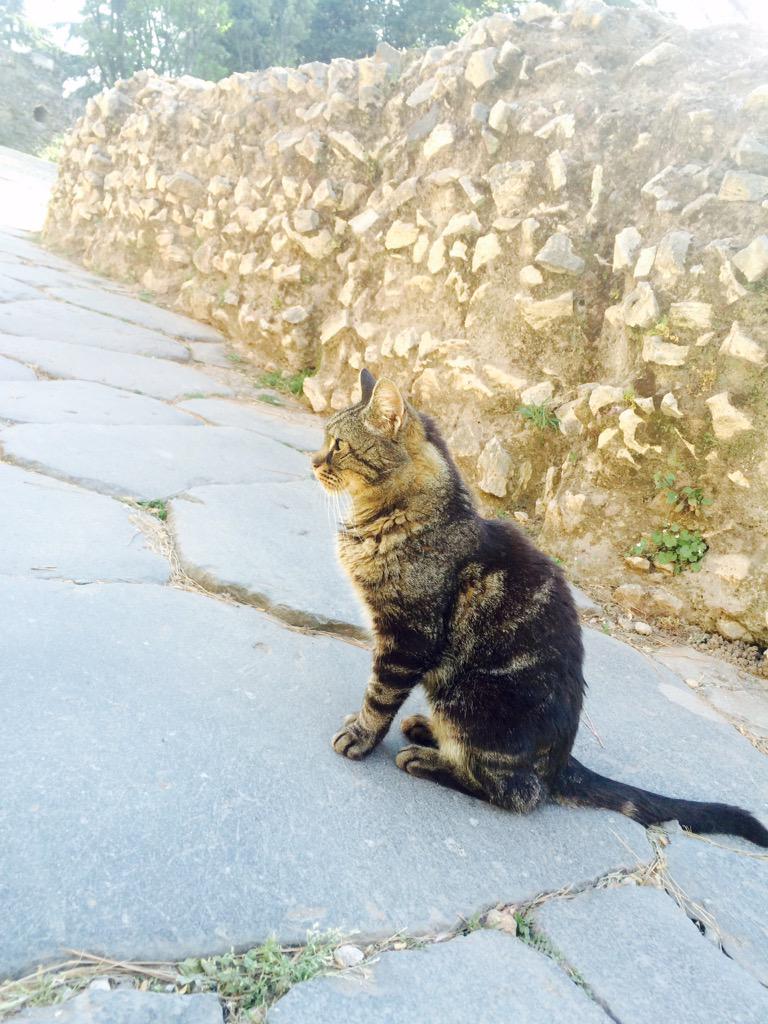 brooksHolton's tweet photo. Say hi to my new friend Titus the Roman Trashcat. Huge bro. #CCTAS #TrashcatsAbroad http://t.co/vpB3lPawBL
