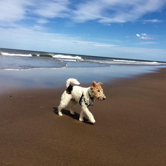 Whit_by's tweet photo. @whit_by by belle_the_foxterrier Enjoying my day at the beach! #wirefoxterrier #wirefoxie #foxterrier_official #whi… http://t.co/yuuBQRM7Ol