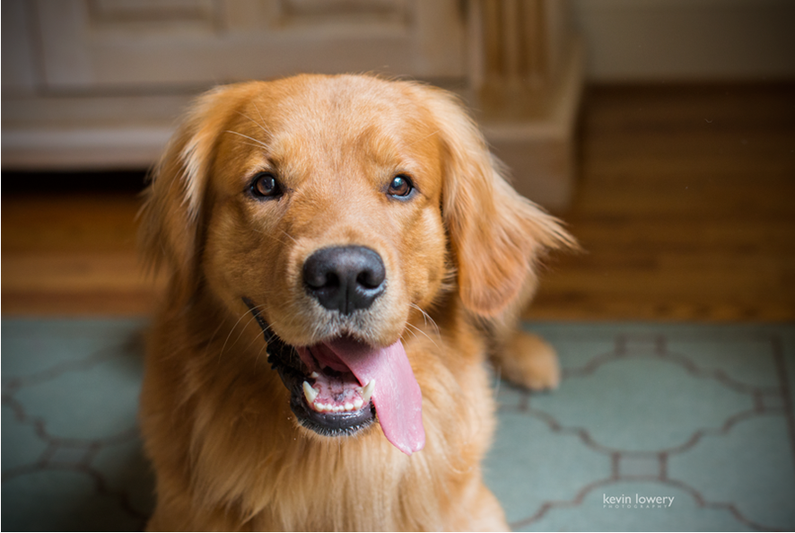 CanineAssistant's tweet photo. Our founder, Jennifer, is now a contributing writer to @PsychToday Pls read her first article: http://t.co/Rz1ddZPHrm http://t.co/21YYuV60PP