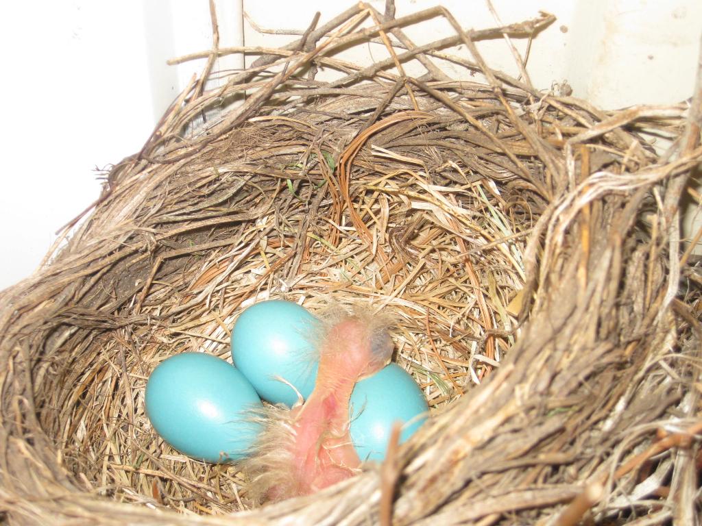 BenagesLisa's tweet photo. The robins have begun to hatch on my front porch! #springtimeindetroit #amazing http://t.co/3oCyFDFcV9