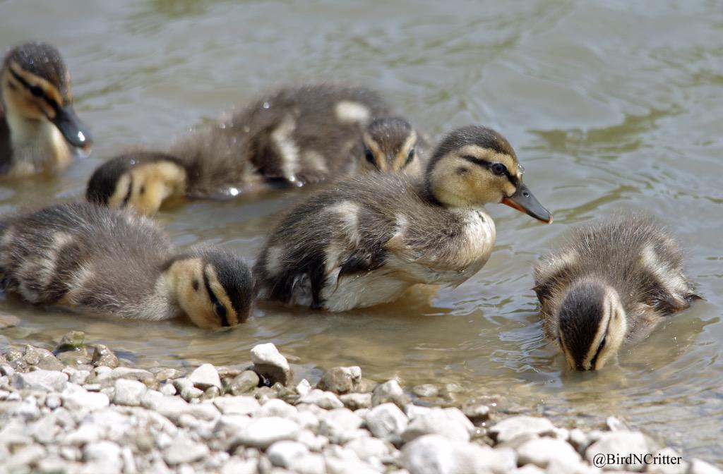 BirdNCritter's tweet photo. Playtime! #mallard #ducklings #cute #wildlife #LocalPond #nature http://t.co/x1qoVyrpfH