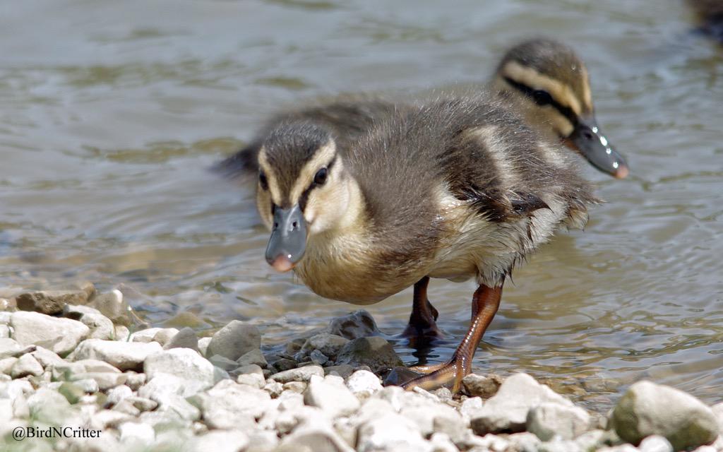 BirdNCritter's tweet photo. This little cutie was in and out of the water most of the day. #ducklings #cute #mallard #LocalPond #wildlife http://t.co/Kh2q2ZDBT9