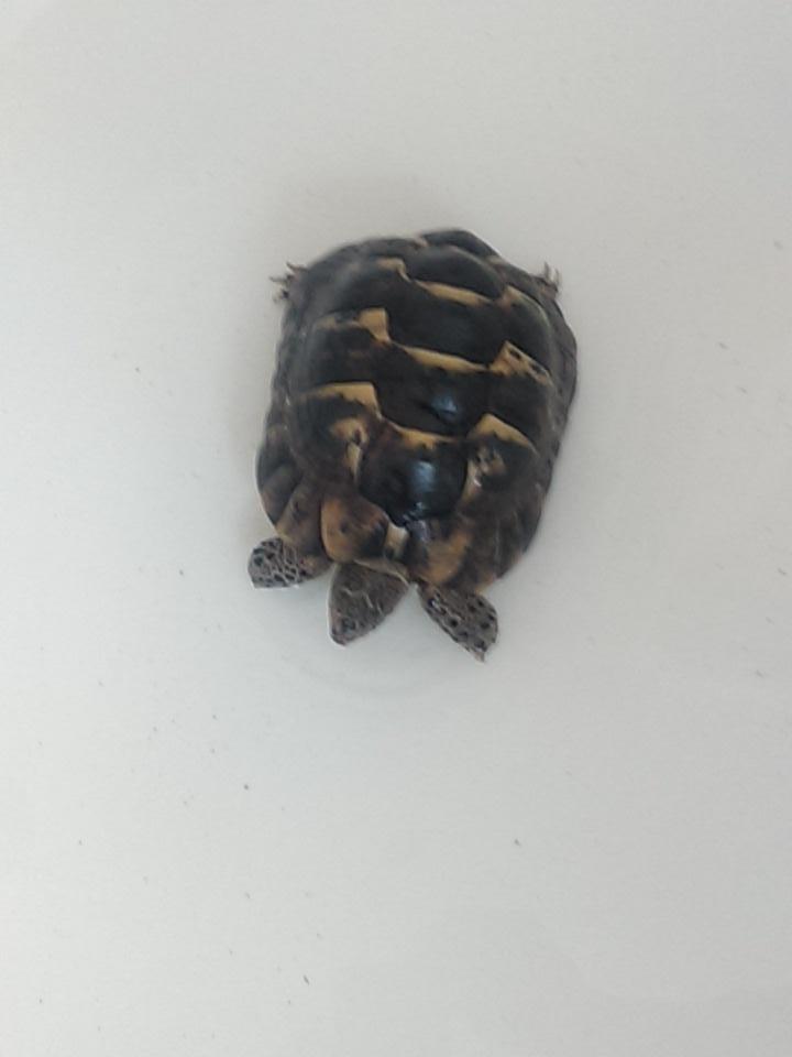 robotbuddy2000's tweet image. Casually giving my tortoise a bath