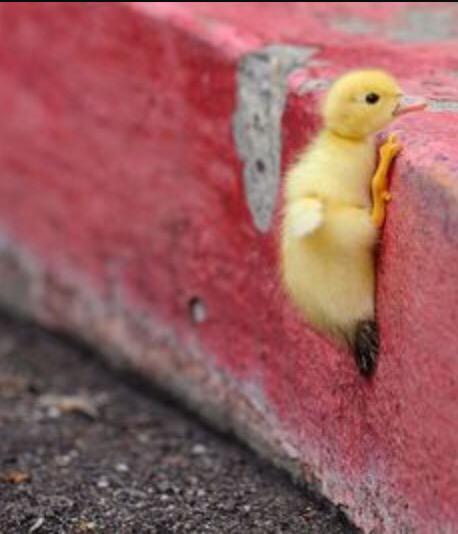 SGAStOlaf's tweet photo. Happy Monday, Oles! Just a few days of classes until finals- you got this!  #motivationalmonday #hanginthere http://t.co/94pNxnloan