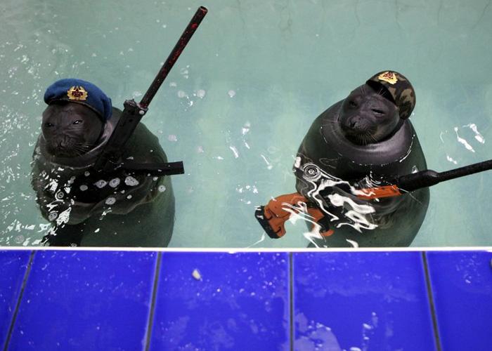 popularairsoft's tweet photo. Popular Airsoft News: Real Deal Russian Navy Seals Revealed http://t.co/Xqxf8mZcnP #airsoft http://t.co/Xyd9mOfgIj