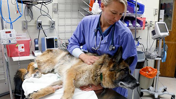 uwvetmed's tweet image. Mother of five logs 120,000 miles, many years in pursuit of veterinary medical degree #dvm vetmed.wisc.edu/drive-to-a-dre…