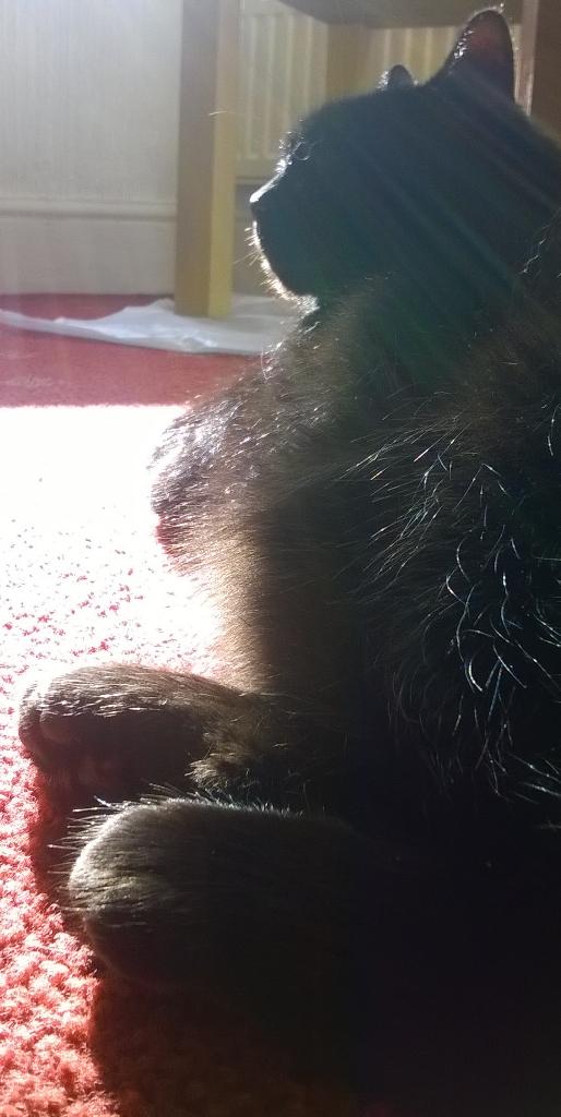lyttlenesh's tweet photo. #sunpuddling ☀☀☀ http://t.co/y1QyTVGpkn