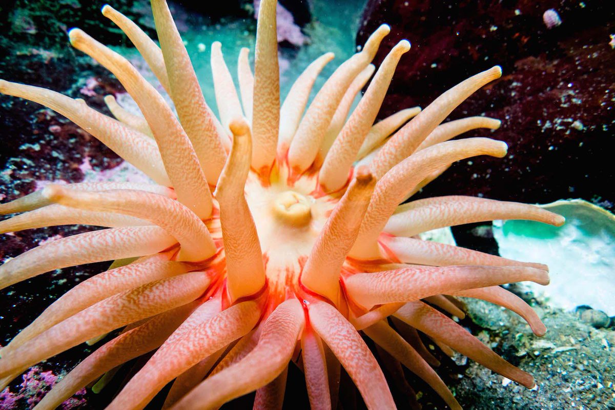 Lancement #12mai de "Quebec profond"recueil de photos sous-marines &amp; splendeurs du #StLaurent ►bit.ly/1IubnII