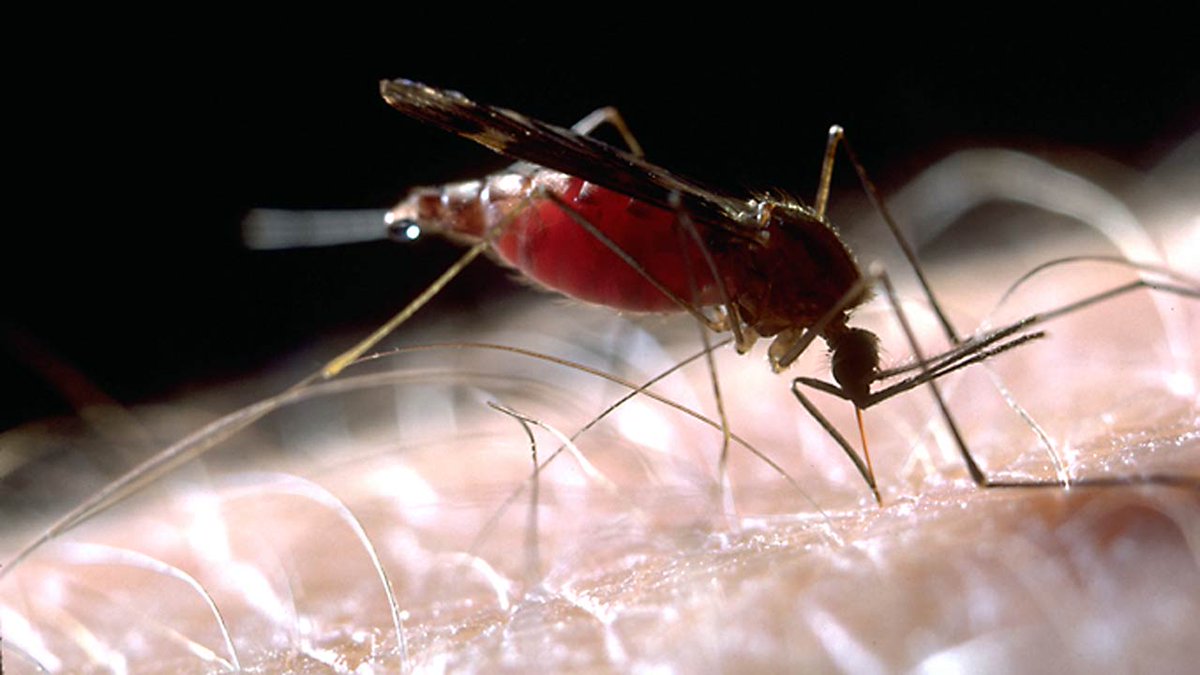 CBC's tweet photo. Meet the deadliest animal known to man. From @cbcdocs: http://t.co/T9HiqiODyZ http://t.co/CVliFCflqV #tnot