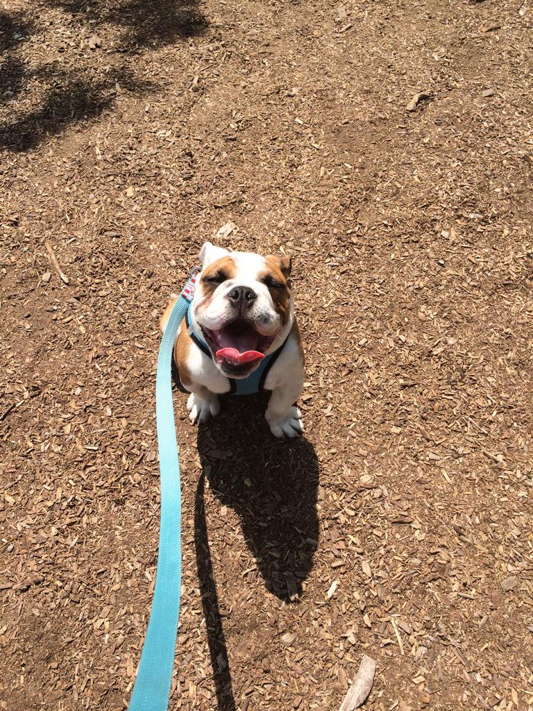 #happy iest guy in town @BulldogsPups #englishbulldogs #bulldogs #nycdogs #dogs #puppies #puppy #bullies #nycpuppy