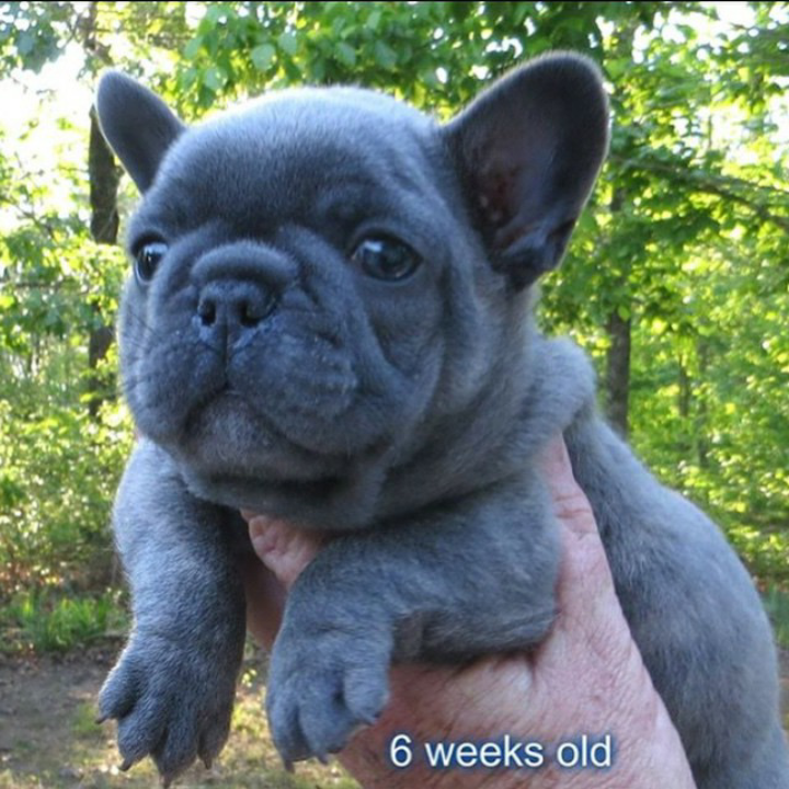 Micro Machine French Bulldog For Sale