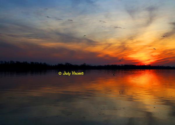 JudyVincent74's tweet photo. #AllArt  Early Birds http://t.co/wsC6xxXKQE #Sunrise #Texas #NechesRiver #birds #goodmorning http://t.co/Qg5obuVQFZ