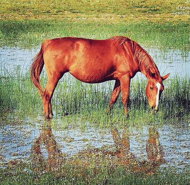 Romeristass's tweet photo. Y los sedientos caballos
beberían muy ligeros,
porque les quemaba Mayo
volviendo de “tentaeros”. http://t.co/vG3QZnyFjG