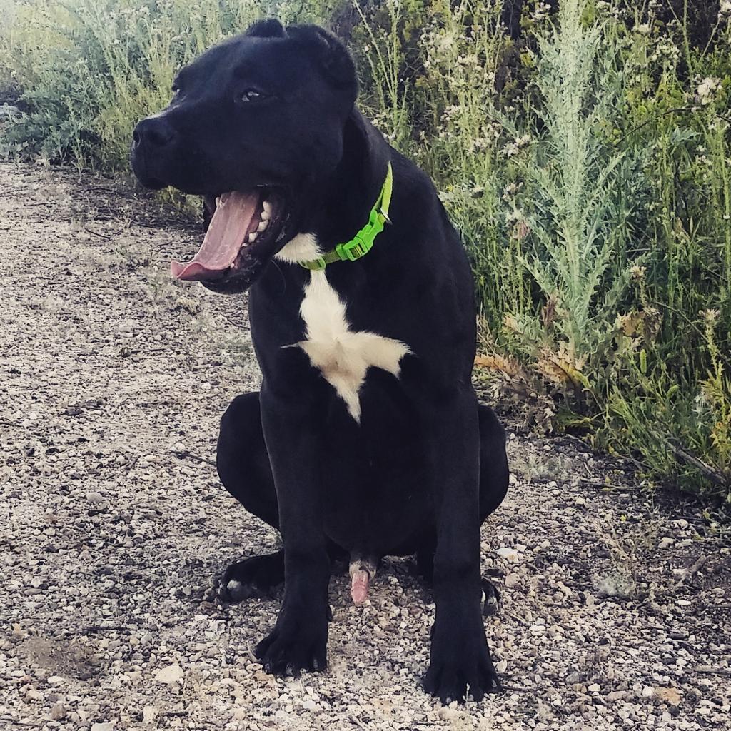 Reiinitta's tweet photo. Tarde de campo !! 😎🐶👣🐾 http://t.co/ccc5aiv0L9