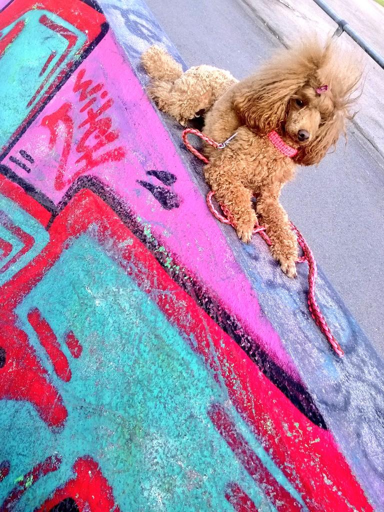 aino_maaria's tweet image. Maanantaitreeneistä virtaa viikkoon! Kiitos @millahavanka! #toko #dogsofjoy