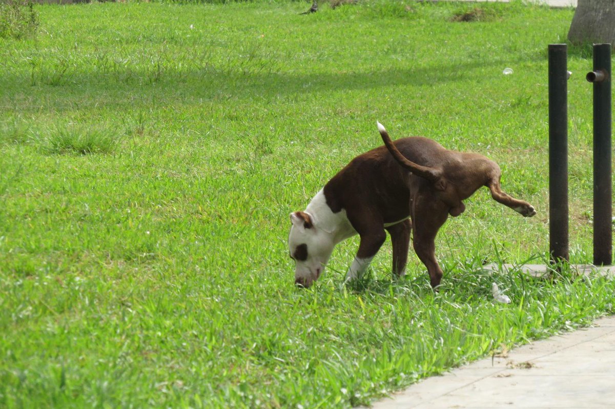 hidalgos's tweet photo. @rodgonzalezl  pitbull suelto sin bosal  parque Miguel grau distrito santa anita http://t.co/2IR2KDMTNq