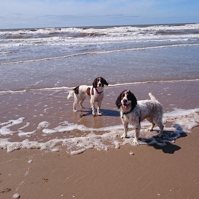 NicsNotebook's tweet photo. My 2 angels at #Formby beach on Saturday! They loved it 😄 #spanielsofinstagram #springersp… http://t.co/kCWEBiED4W http://t.co/Ymr4CkXsM0