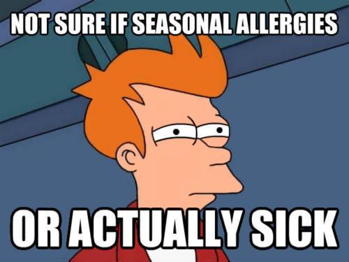 animals_advice's tweet image. Plugged sinuses, sneezing, runny nose, itchy eyes, etc.