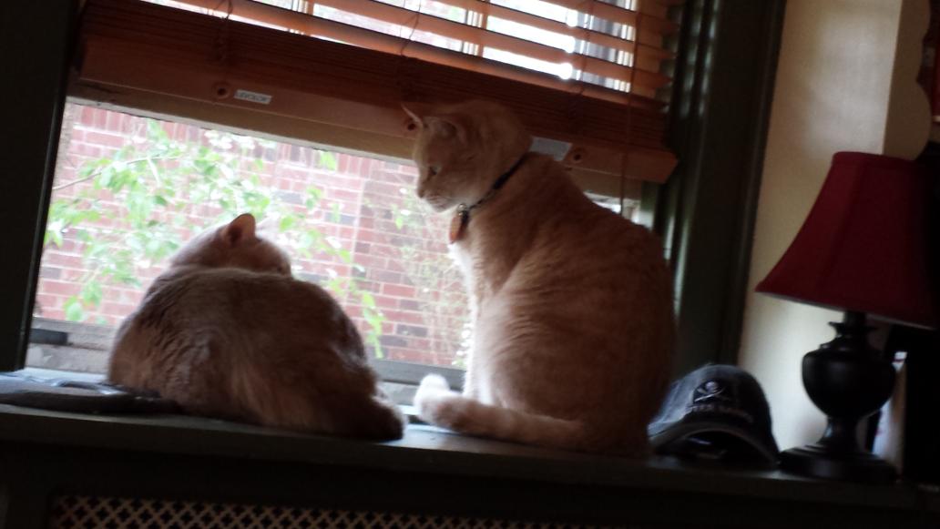 IrishLitLass's tweet photo. #lnppets http://t.co/xkgLtG8W6U