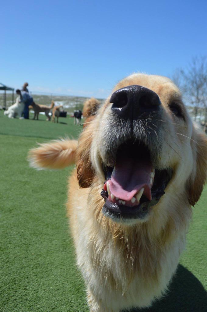 NYCBurt's tweet photo. Having so much fun at the dude ranch #dogslife #burtthedog http://t.co/RaHDeFJzrr