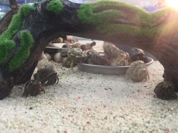 celindawhitham's tweet photo. おはようございますだよん
昨日はお休みで
ペットショップの動物コーナーに入り浸ってました(≧∇≦*)
ヤドカリ夏を感じる〜かわい〜(*´д`*)
今日 明日頑張ったらゴールデンウィークの人も多いかな?
あと人踏ん張りです http://t.co/6zsKP9Flzl