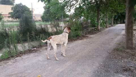 LorenaGarri's tweet photo. Por favor, avisad si la veis por Chucena. Se llama Lola. RT. @chucenahuella http://t.co/NR2cfDOUX0