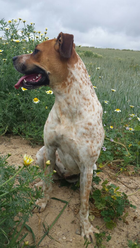 LorenaGarri's tweet photo. Por favor, avisad si la veis por Chucena. Se llama Lola. RT. @chucenahuella http://t.co/NR2cfDOUX0