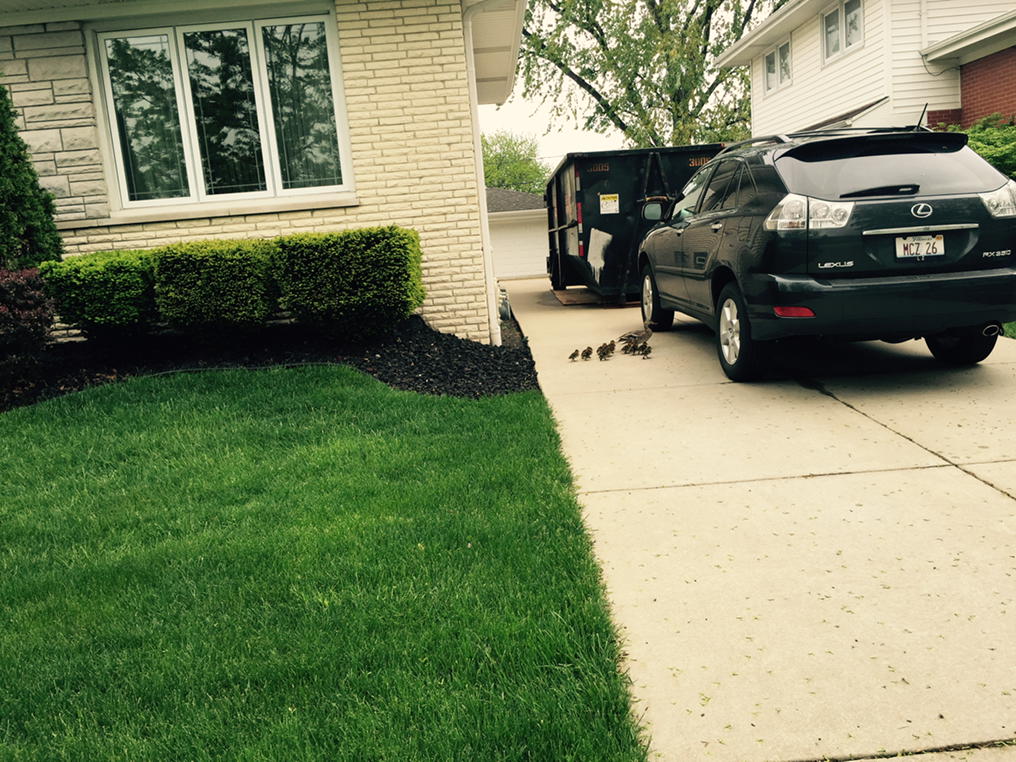 BarbieWilms's tweet photo. Wildlife in oak lawn#find s pond http://t.co/xhUBayoMFI