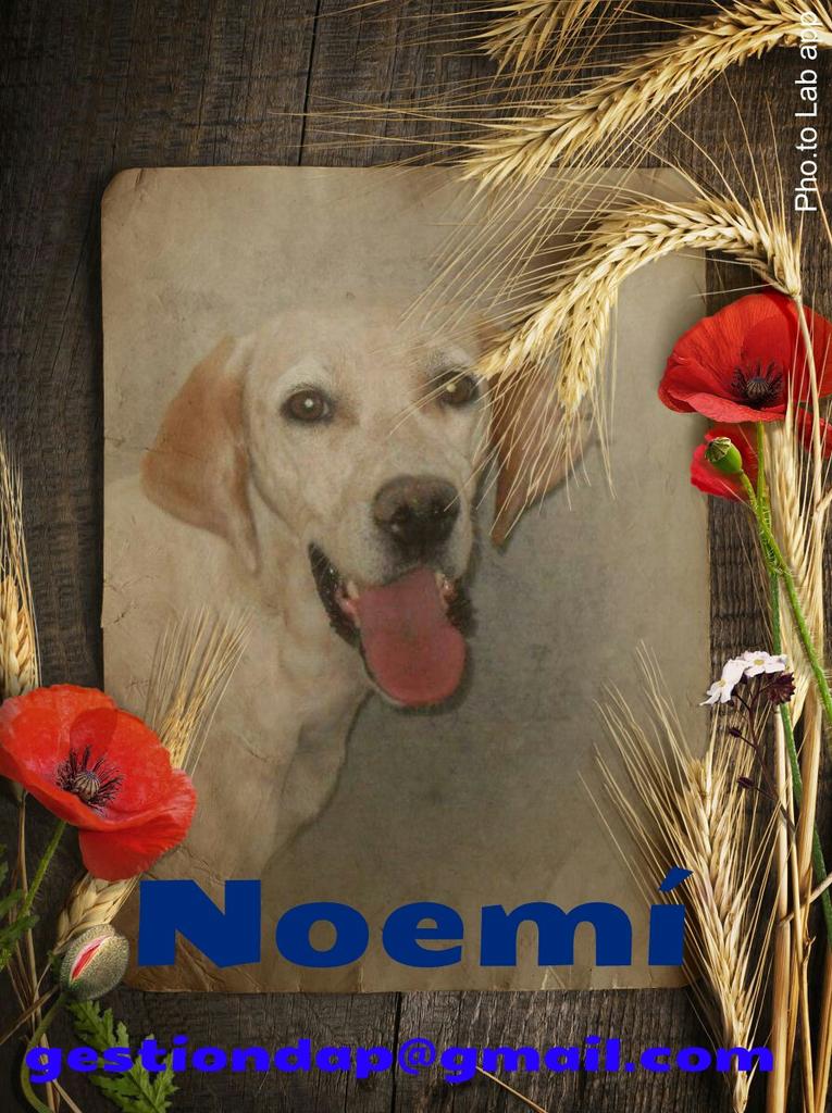 hanadina14's tweet photo. @TeresaViejo via@defenpal: #NOEMI merece una familia que la quiera ¿Nos ayudas a que la encuentre con tu RT? http://t.co/zrI5UX6EXn