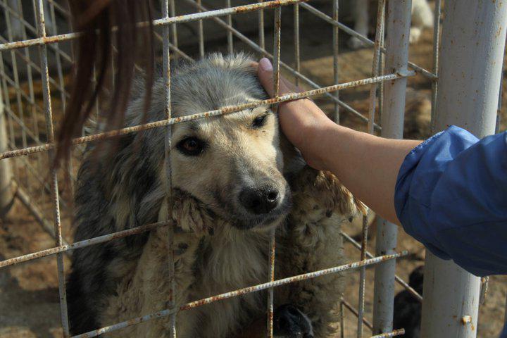 Against Animal Abuse tweet media