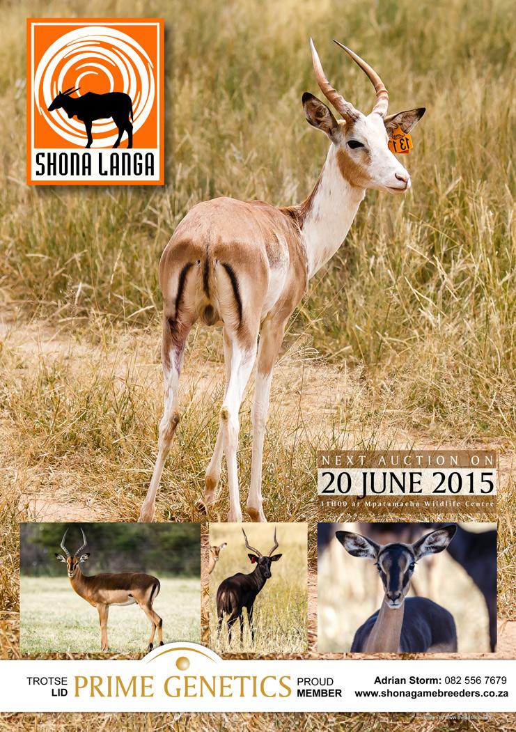 AdrianStorm1's tweet photo. Shona Langa Game Breeders at Prime Genetics Auction - 20 June 2015
#ShonaGamebreeders #Mpatamacha #PrimeGenetics http://t.co/dhSLlxsxCJ