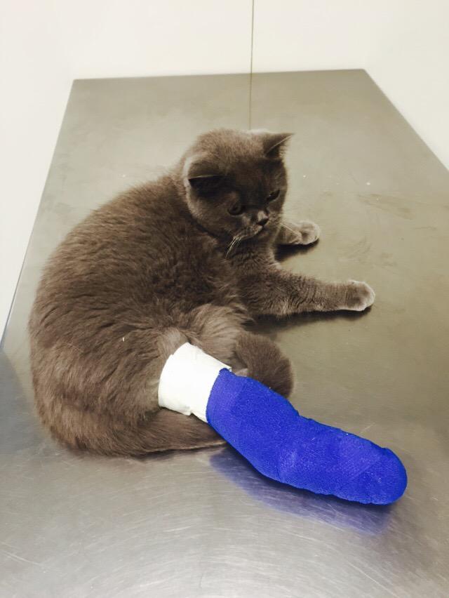 tainamuller's tweet photo. :( não sei como aconteceu, mas o Blue luxou a pata e rompeu os ligamentos. http://t.co/TtVJxbUUup