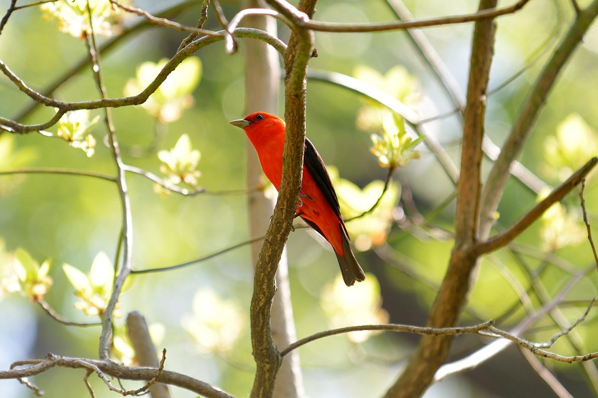 AMNH's tweet photo. A stunning scarlet tanager photographed last week by @Samizdat2003 in @CentralParkNYC on a Museum bird walk. http://t.co/CzcDeHBGsM